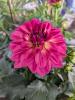 Dahlia 'Dalaya Midi Malta'