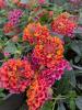 Lantana 'Tropic Lantana Litchi'