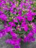 Lobelia 'Sweet Springs Purple'
