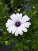 Osteospermum ecklonis 'Dalina Compact White Improved'