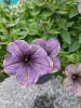 Petunia 'Ray Shadow'