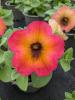 Petunia 'Cascadias Arizona Sky'