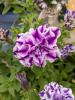 Petunia 'Blueberry Twist'