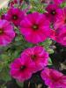 Petunia 'BeautiCal Rose Star'