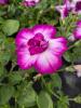 Petunia 'Tumbellina Compact Nicola'