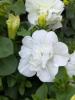 Petunia 'SweetSunshine Pure White'