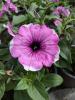 Petunia 'Famous Lavender Blush'
