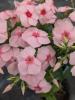 Phlox 'Gisele Light Pink'