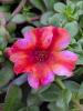 Portulaca oleracea 'Mega Pazzaz Tropical Twist'