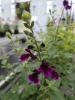 Salvia graggii 'Blackberry Ripl'