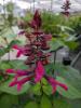 Salvia 'Rockin Fuchsia'