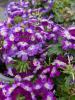 Verbena'Drums Blue White'