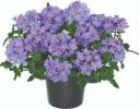 Verbena 'Firehouse Lavender Blue'