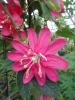 Passiflora 'Pink Passion'