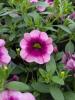 Calibrachoa 'Early Good Night Kiss'