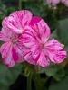 Pelargonium zonale 'Flic Flac Violet Nova'