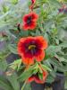 Calibrachoa 'Calita Orange Red Eye'