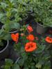 Diascia 'Orange Breezee Plus'