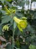 Nicotiana glauca