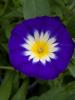 Convolvulus tricolor 'Royal Ensign'