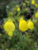Calceolaria mexicana