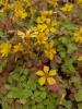 Oxalis vulcanicola 'Sunset Velvet'