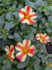 Portulaca oleracea 'Mega Pazzaz Papaya Twist'