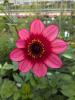 Dahlia 'Lou Farman' (grote pot)