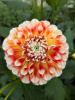 Dahlia 'Jowey Fantasy' (grote pot)