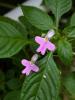 Impatiens hochst
