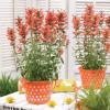Agastache aurantiaca ’Apricot Sprite’