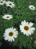 Argyranthemum frutescens ‘Grandaisy White "