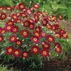 Argyranthemum Madeira Red’