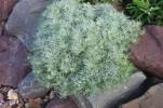 Artemisia schmidtiana ‘Nana Attraction’ 