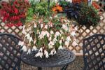 Begonia boliviensis ‘Bonaparte White’