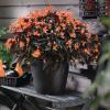Begonia ‘Glowing Embers Orange’