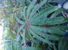 Begonia luxurians ( 3l pot)