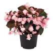 Begonia  semperflorens ‘Doublet Pink’