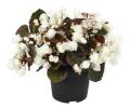 Begonia semperflorens ‘Doublet White’