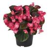 Begonia semperflorens ‘Doublet Red’