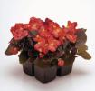 Begonia semperflorens ‘New Globe Scarlet’
