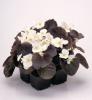 Begonia semperflorens ‘New Globe White’