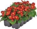 Begonia semperflorens ‘Quick Red