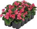 Begonia semperflorens ‘Quick Rose’