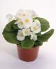 Begonia semperflorens ‘Quick White’  