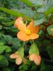 Begonia  sutherlandii