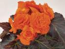 Begonia x tuberhybrida ‘Go!Early Bright Orange Bronze Leaf’ (knolbegonia)