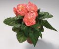 Begonia x tuberhybrida ‘Go!Early Salmon Bicolor’