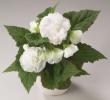 Begonia x tuberhybrida  ‘Go!Early White’ 