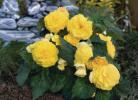 Begonia x tuberhybrida  ‘Go!Early Yellow’